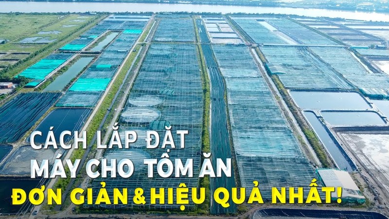 Ảnh bìa clip cách lắp máy cho tôm ăn, nhìn từ trên cao thấy cả khu ao bạt xếp thẳng hàng