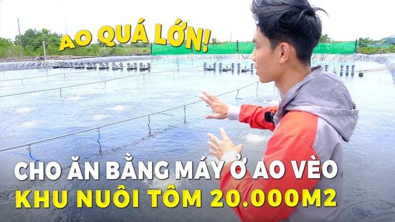 Ảnh bìa clip cho tôm ăn bằng máy ở ao vèo, người đứng bên ao bạt lớn trong khu nuôi tôm 20.000 m2