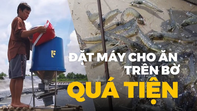 Ảnh bìa clip đặt máy cho tôm ăn trên bờ, bên trái người nuôi đổ bao cám vào phễu xanh cạnh ao bạt, bên phải đàn tôm ăn dày mặt nước, xưởng FarmX Đầm Dơi Cà Mau