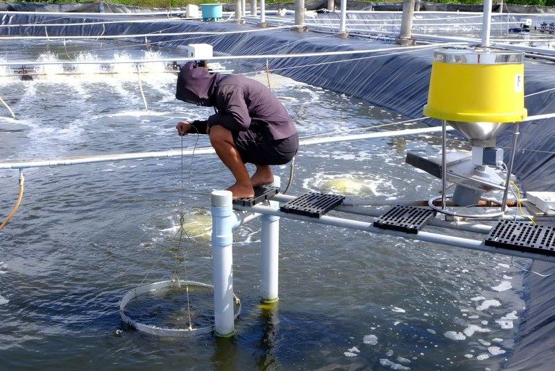 Người nuôi tôm ngồi kéo nhá kiểm cám bên cạnh máy cho tôm ăn FarmX XP50 phễu vàng đang chạy trên ao bạt, máy FarmX Đầm Dơi Cà Mau